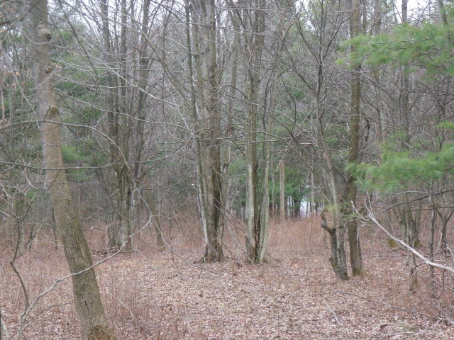 Lot #4 Tobin Road Addison, NY 14801 - Photo 1 of 1