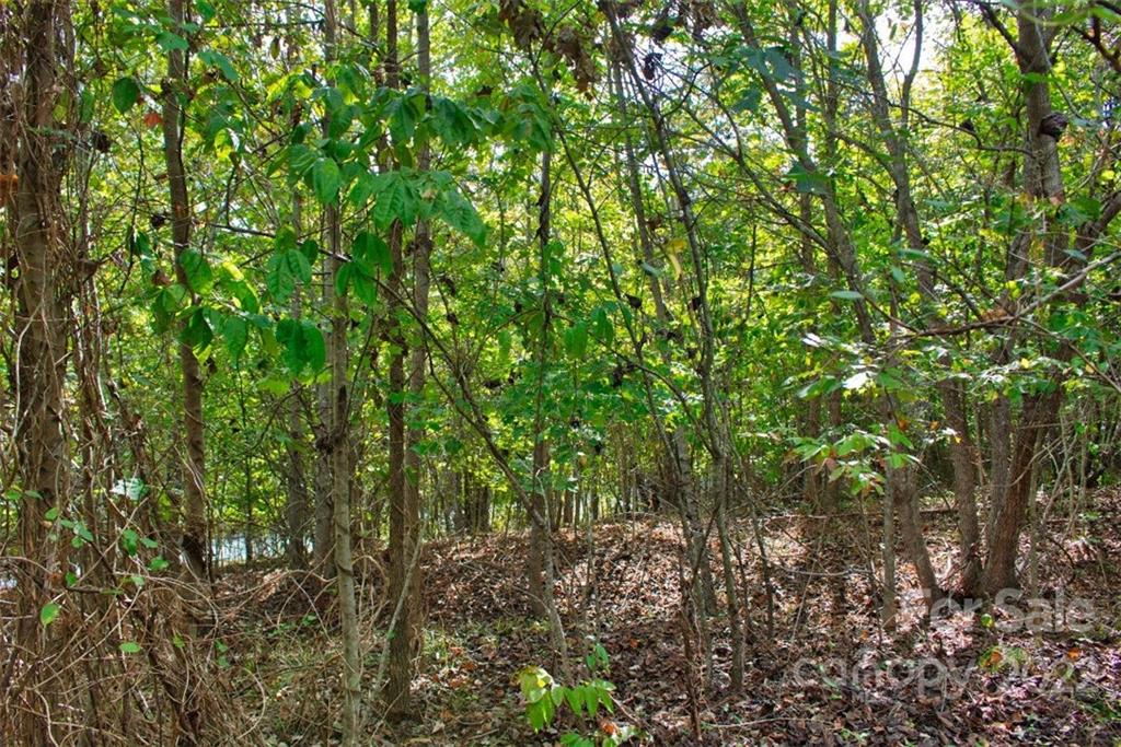 0 Chimney Creek Lane, Unit 194 Rutherfordton, NC 28139 - Photo 3 of 4 a view of a lush green forest