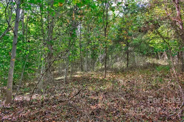 a view of a forest with trees in the background