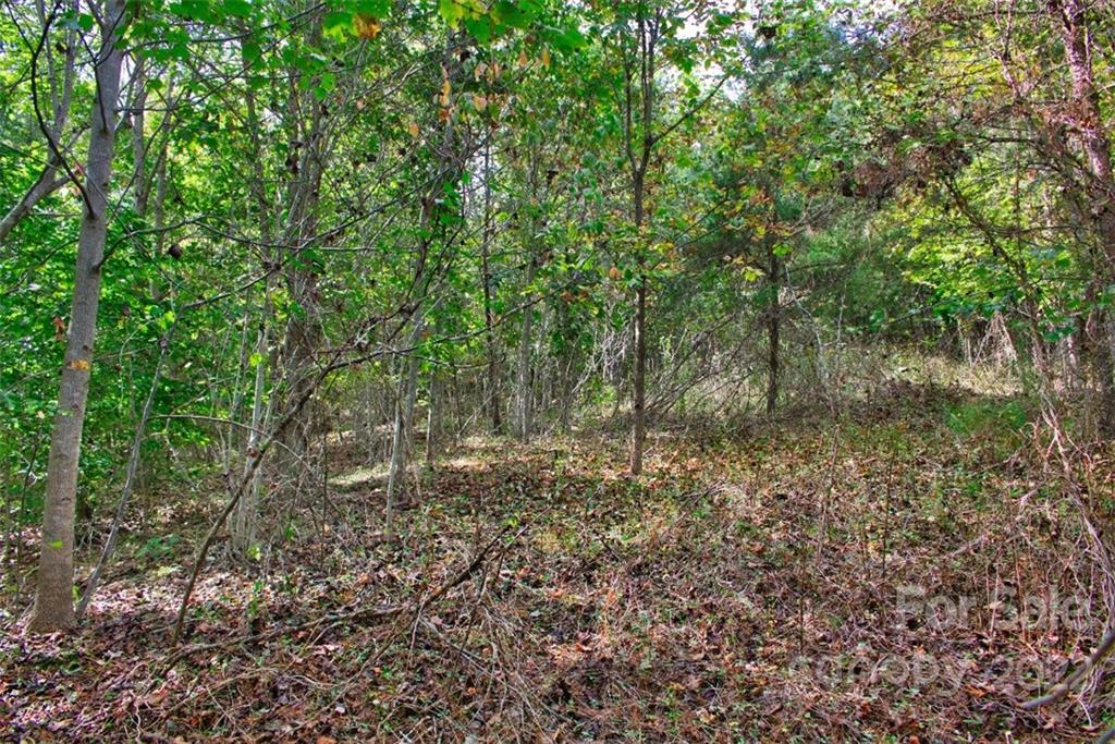 0 Chimney Creek Lane, Unit 194 Rutherfordton, NC 28139 - Photo 4 of 4 a view of a forest with trees in the background