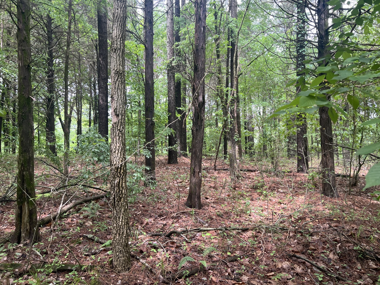 Lot 147 Parrish Ridge Goreville, IL 62939 - Photo 13 of 20