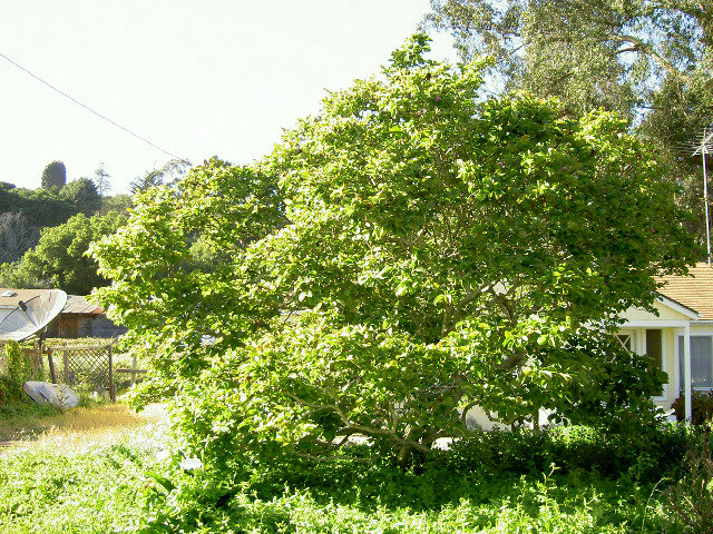 365 Paradise Road Prunedale, CA 93907 - Photo 12 of 12 Gallery Image 12