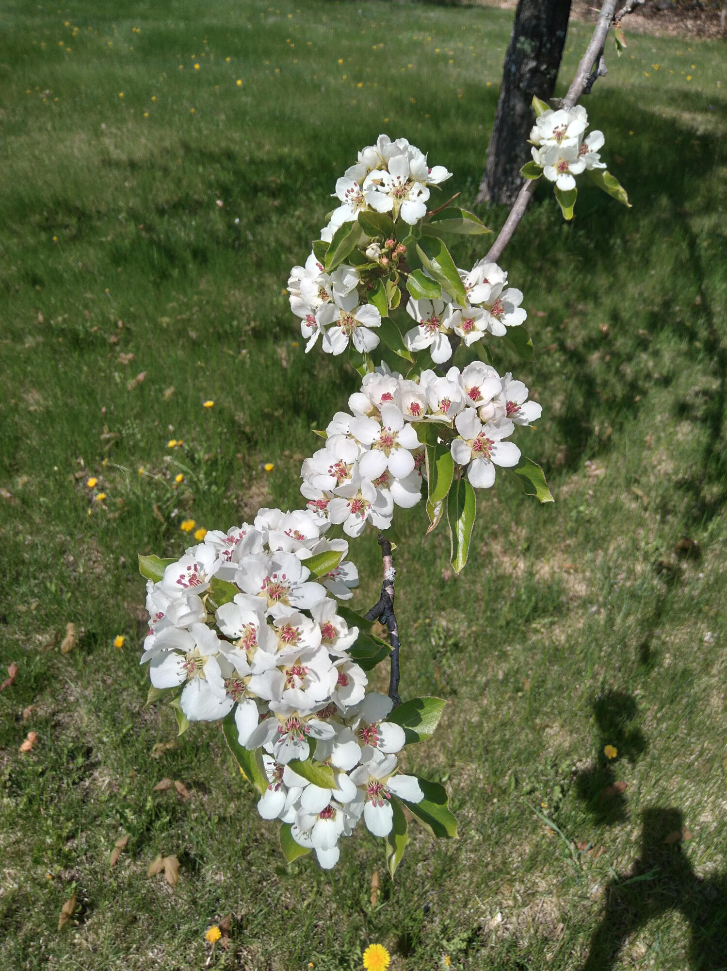 389 Higgins Road Pittsfield, ME 04967 - Photo 59 of 80 20220512_142955