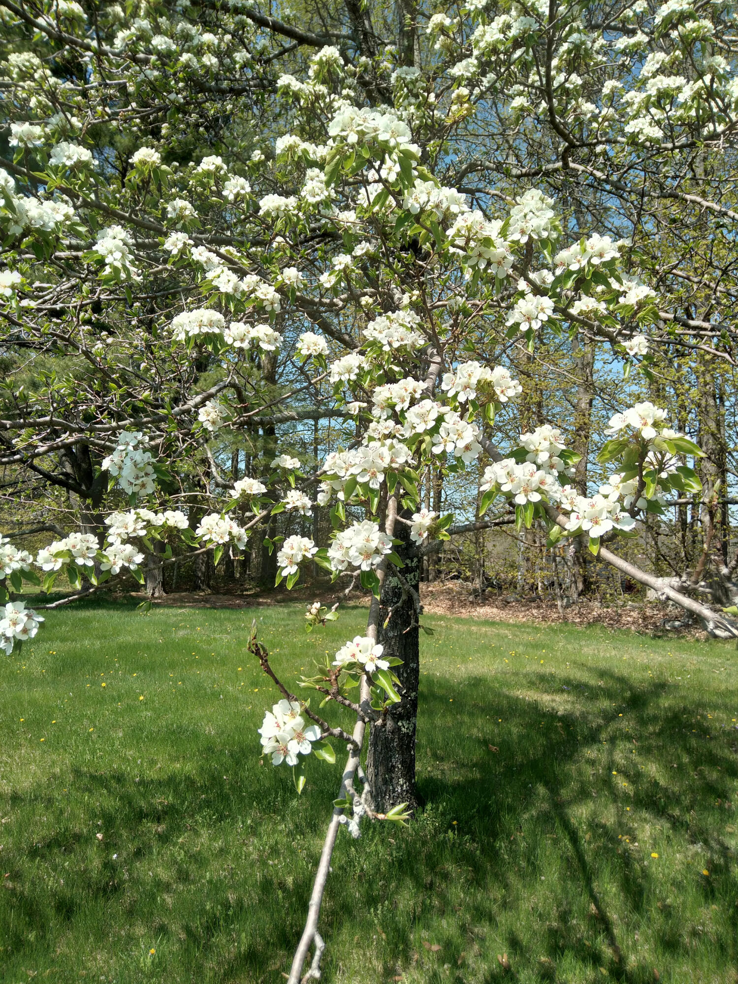 389 Higgins Road Pittsfield, ME 04967 - Photo 60 of 80 20220512_143003