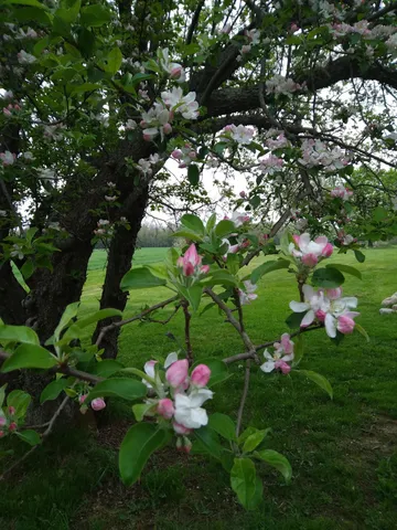 $539,500 | 389 Higgins Road, Pittsfield, ME 04967