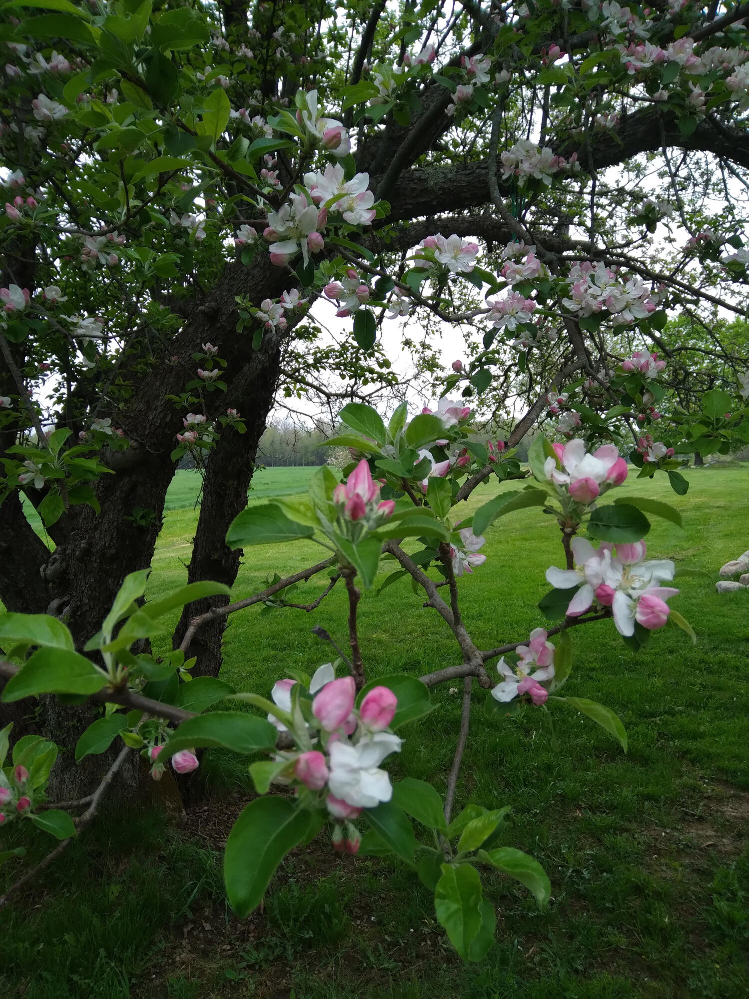 389 Higgins Road Pittsfield, ME 04967 - Photo 61 of 80 20220515_080809