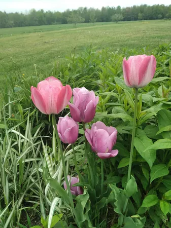 $520,500 | 389 Higgins Road, Pittsfield, ME 04967