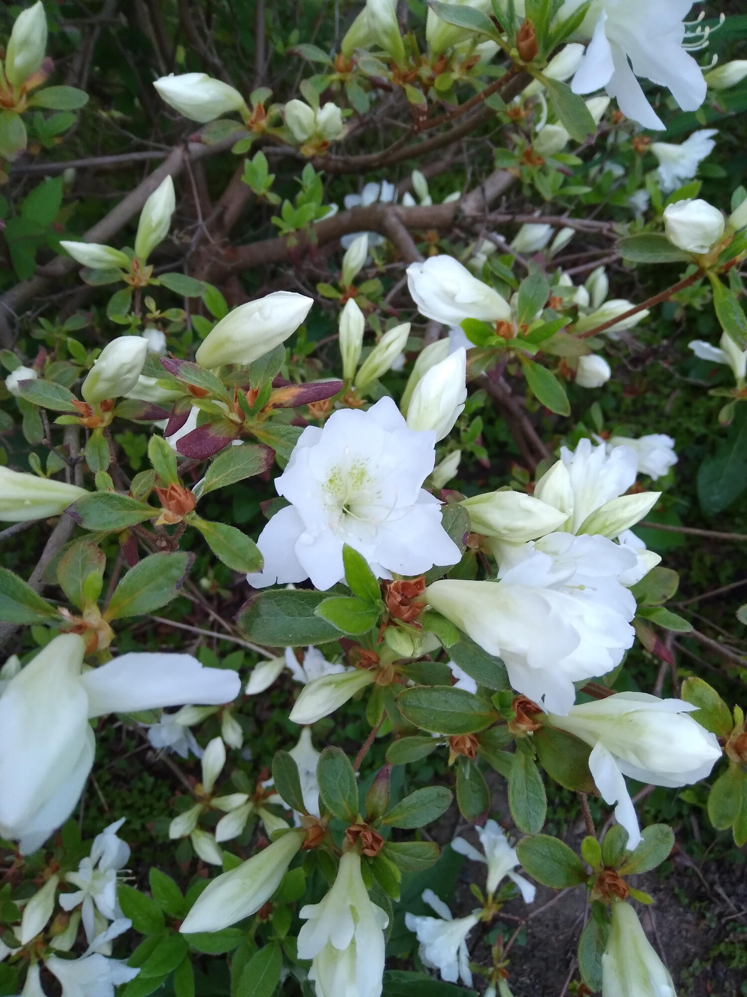 389 Higgins Road Pittsfield, ME 04967 - Photo 65 of 80 20220527_193640