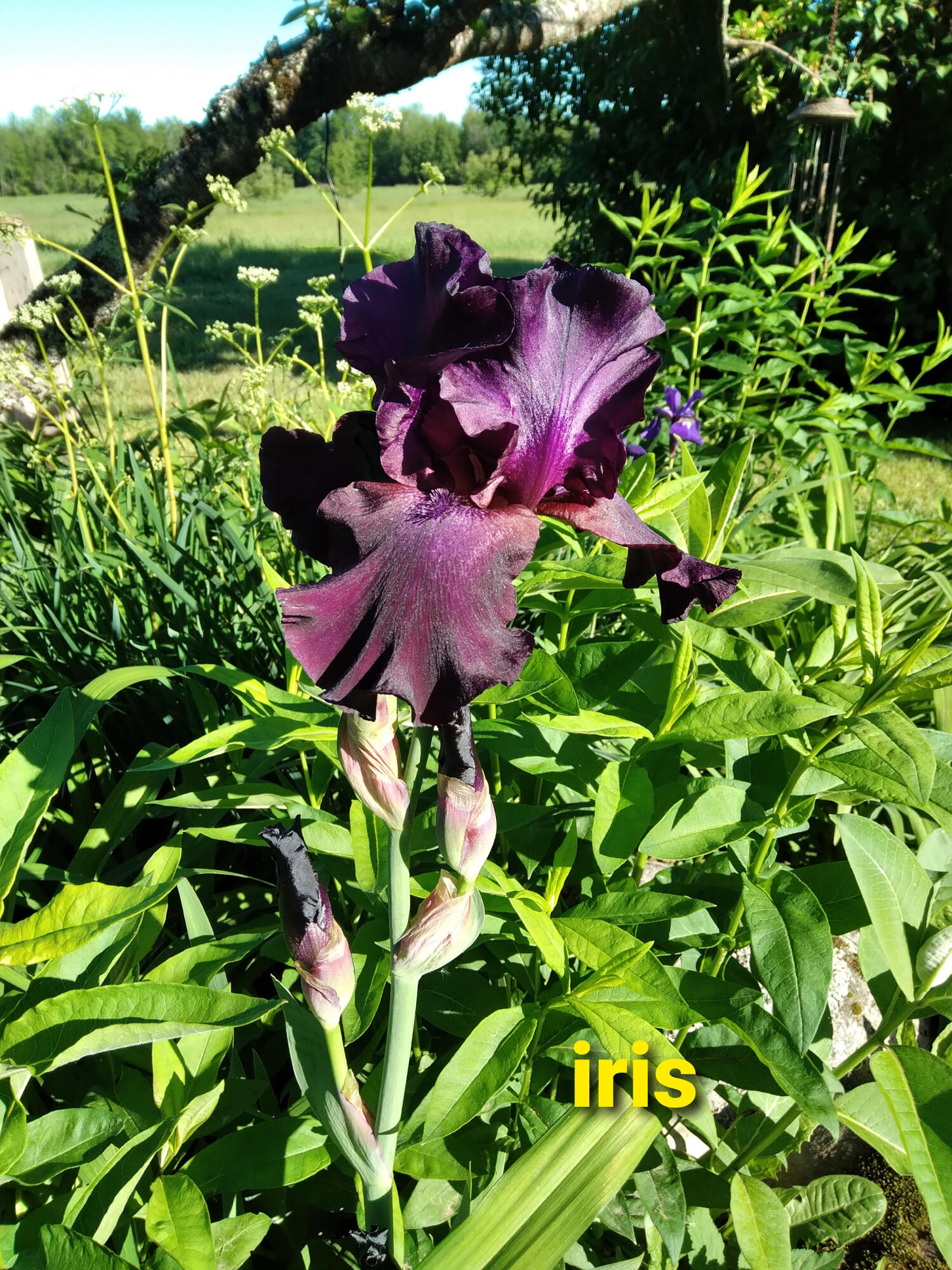 389 Higgins Road Pittsfield, ME 04967 - Photo 69 of 80 20220606_075133