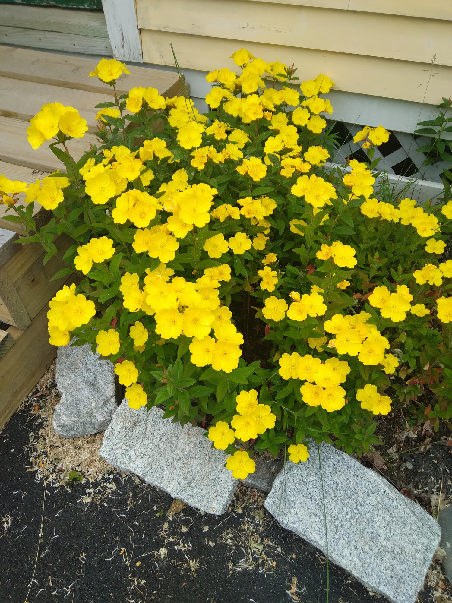 389 Higgins Road Pittsfield, ME 04967 - Photo 71 of 80 20220627_100023