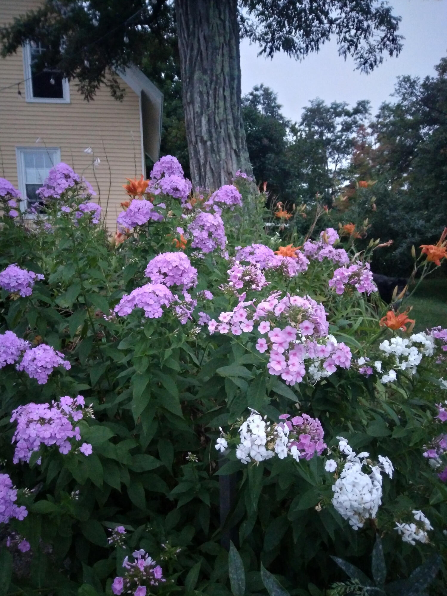 389 Higgins Road Pittsfield, ME 04967 - Photo 76 of 80 20220808_194556