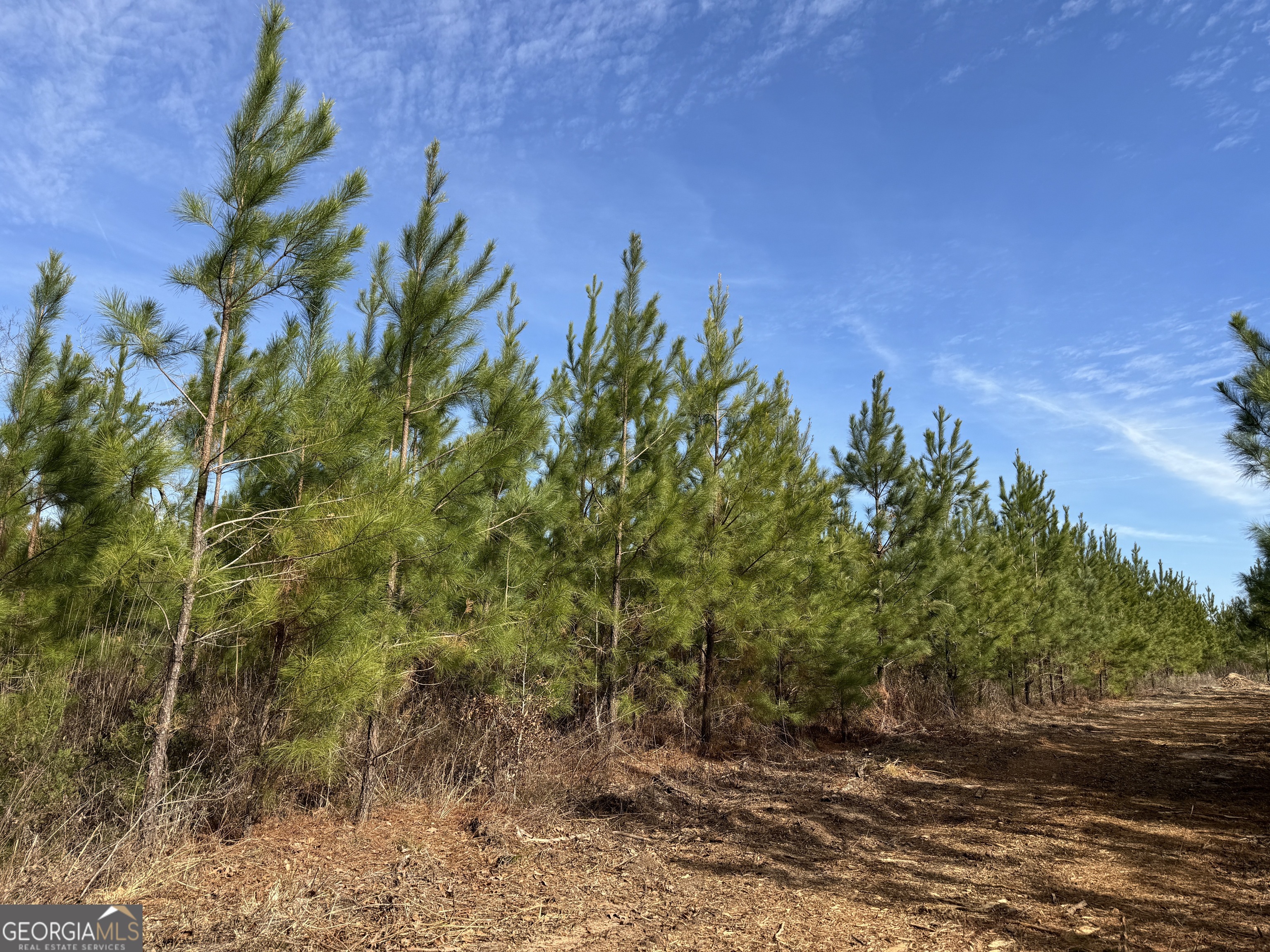 15 Dozier Road Ellaville, GA 31806 - Photo 2 of 4 a view of a yard with plants and a bench