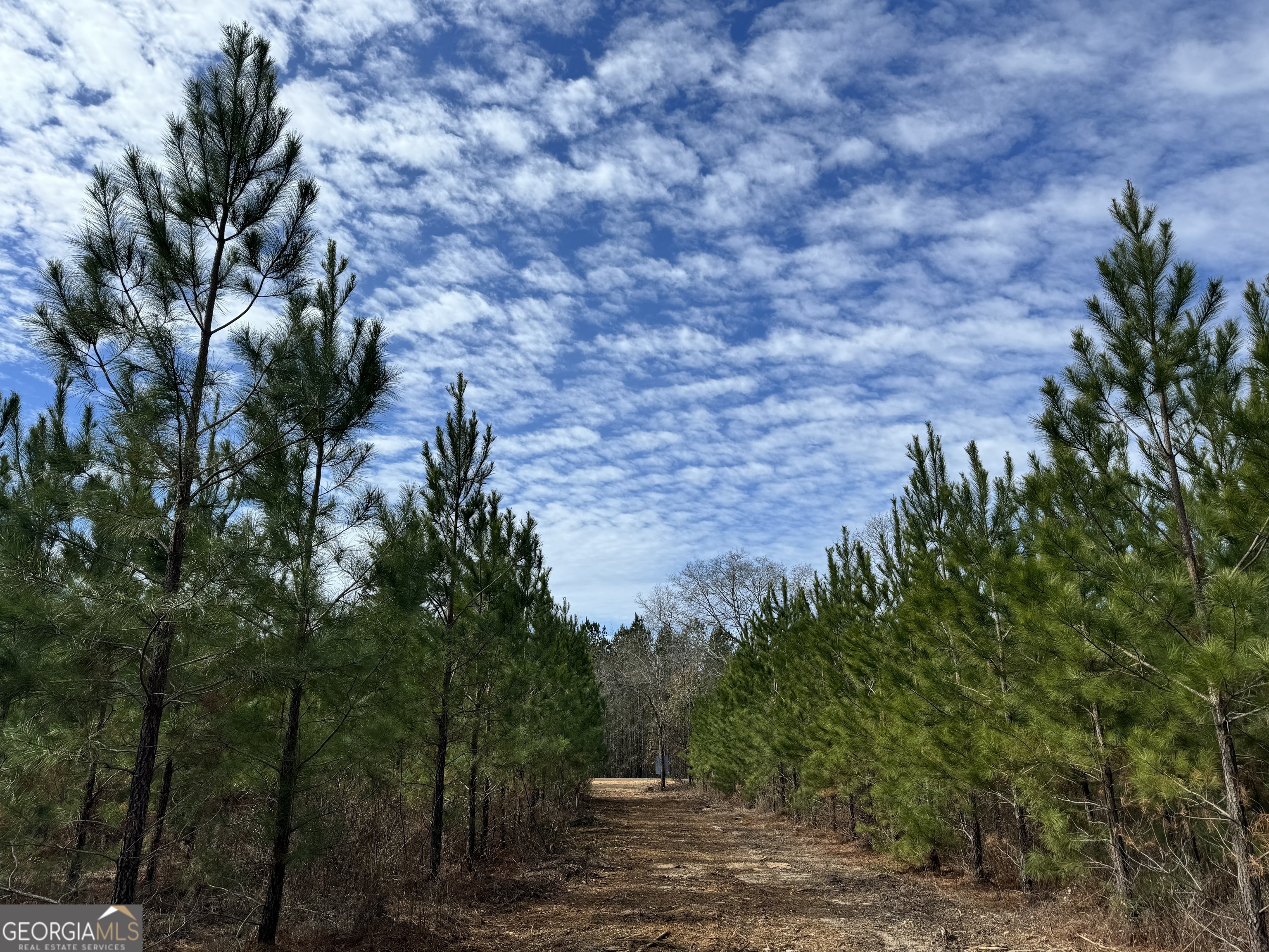 15 Dozier Road Ellaville, GA 31806 - Photo 4 of 4 a view of a yard