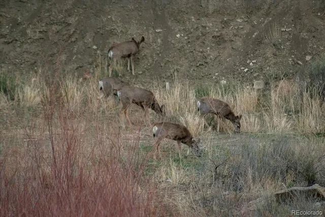 a view of a dry yard
