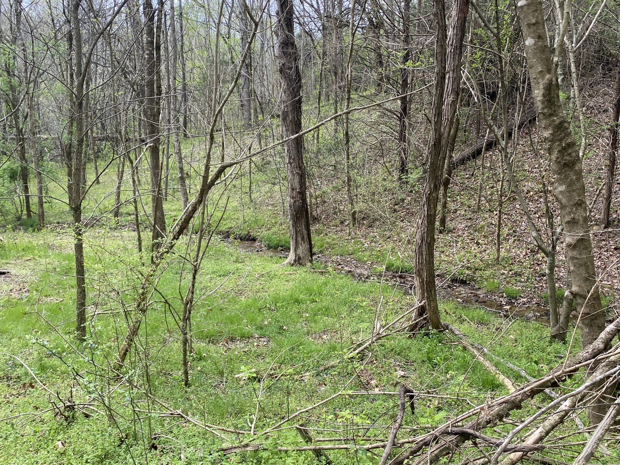 0 Globe Road Lewisburg, TN 37091 - Photo 3 of 12