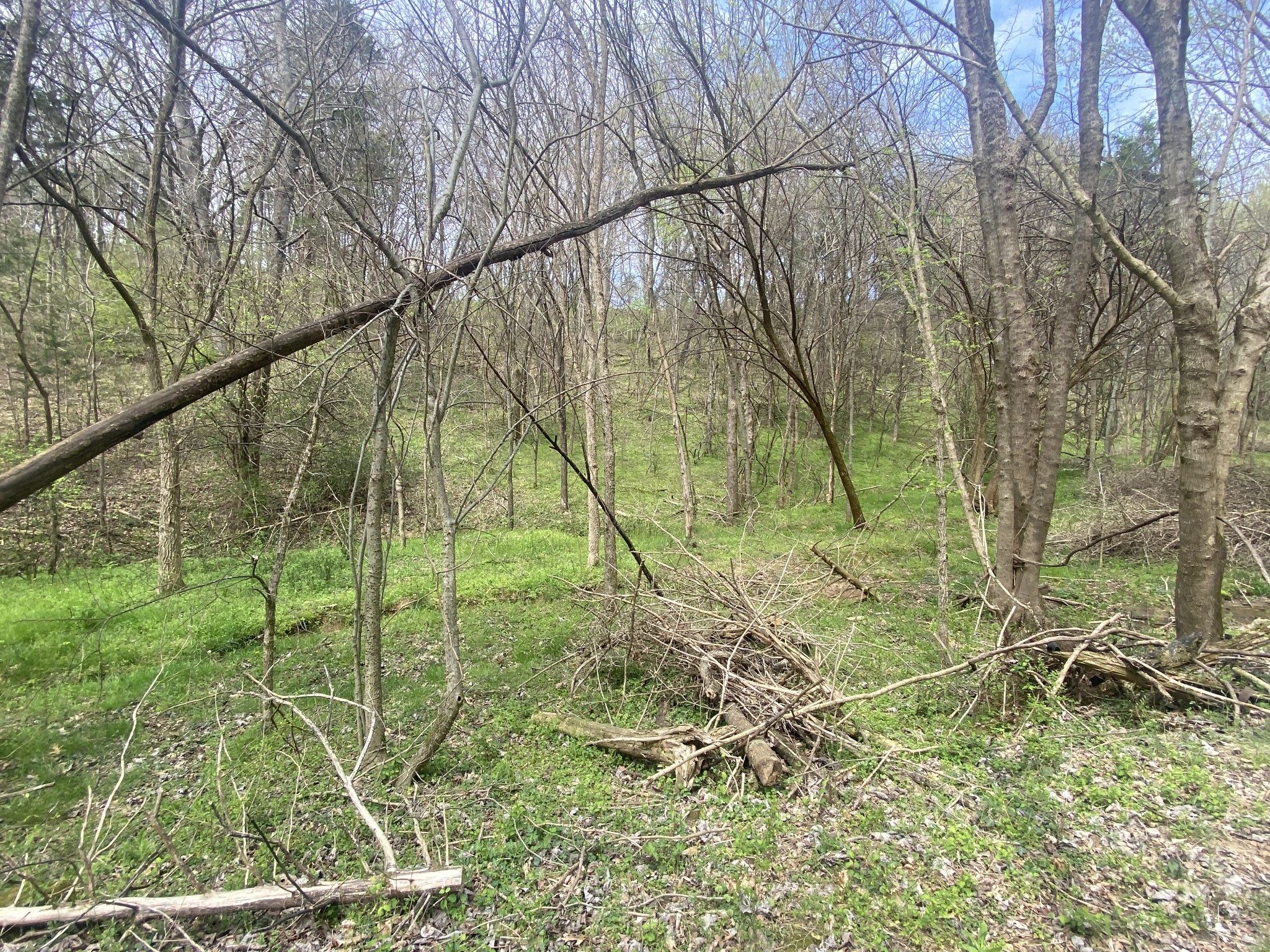 0 Globe Road Lewisburg, TN 37091 - Photo 5 of 12