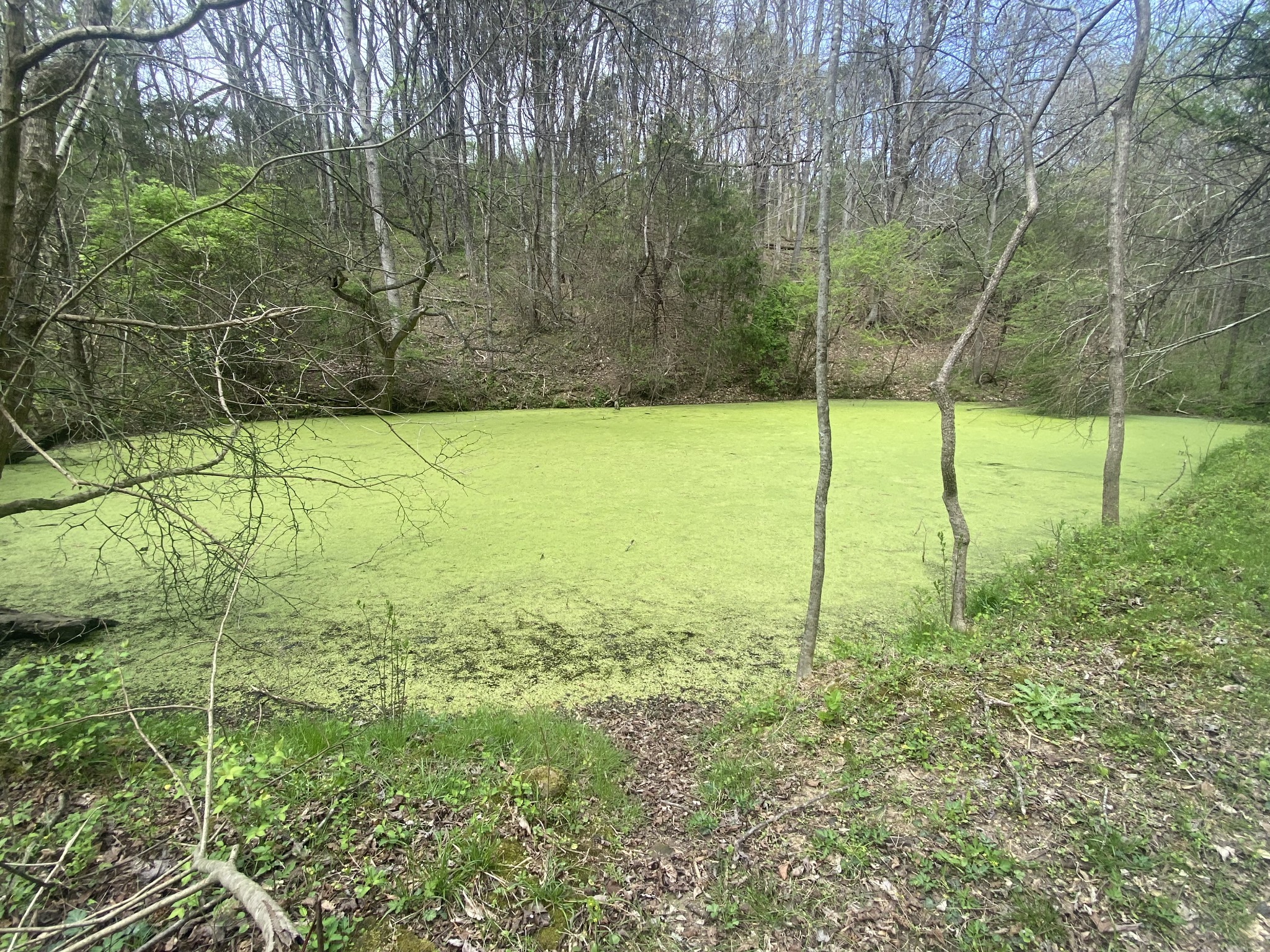 0 Globe Road Lewisburg, TN 37091 - Photo 6 of 12