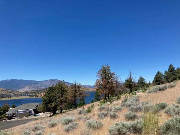 a view of a dry yard with a tree