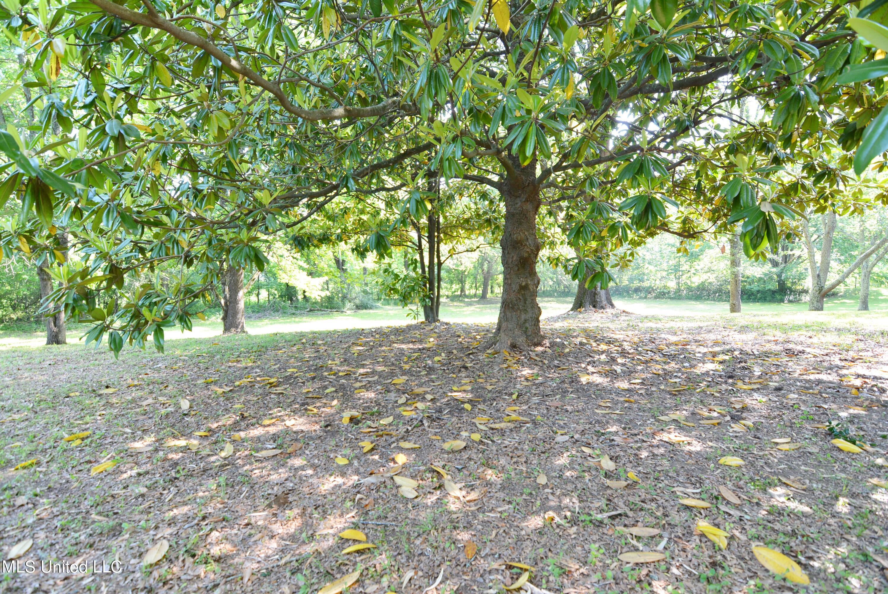 5290 Sycamore Road Coldwater, MS 38618 - Photo 29 of 32 Side Yard