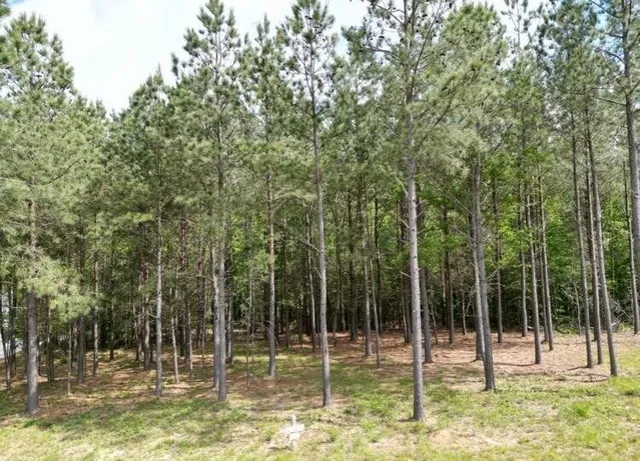 a view of a park with a tree