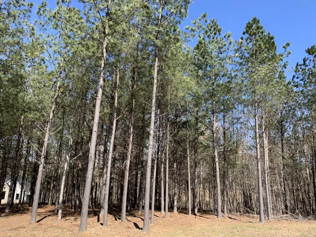 a view of outdoor space with trees