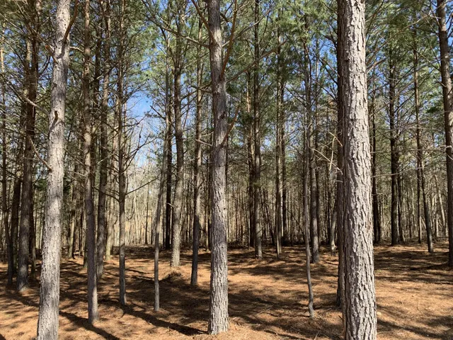 a backyard of a house with lots of trees