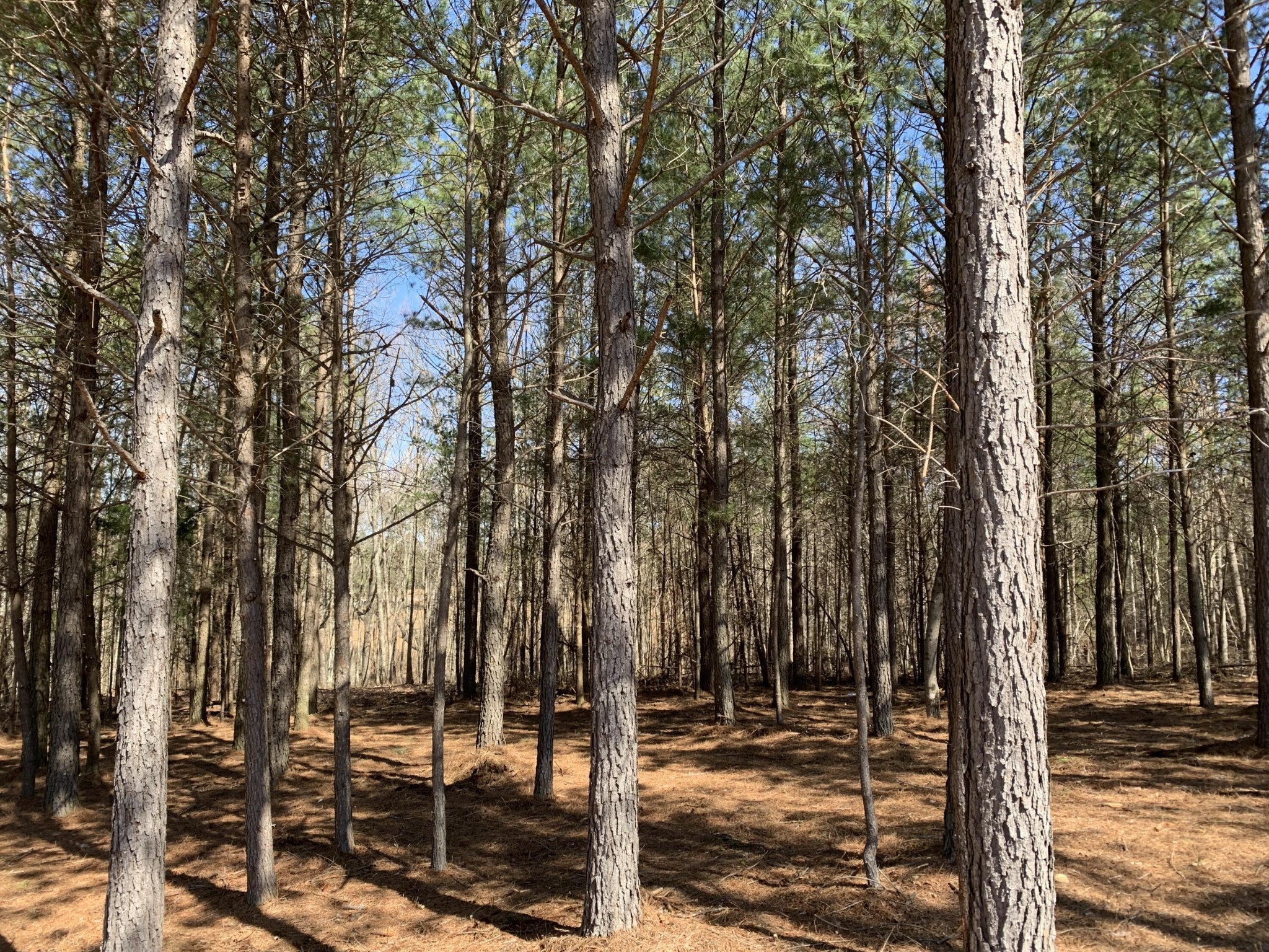 5140 Crockett Pointe Jasper, TN 37347 - Photo 7 of 26 a backyard of a house with lots of trees