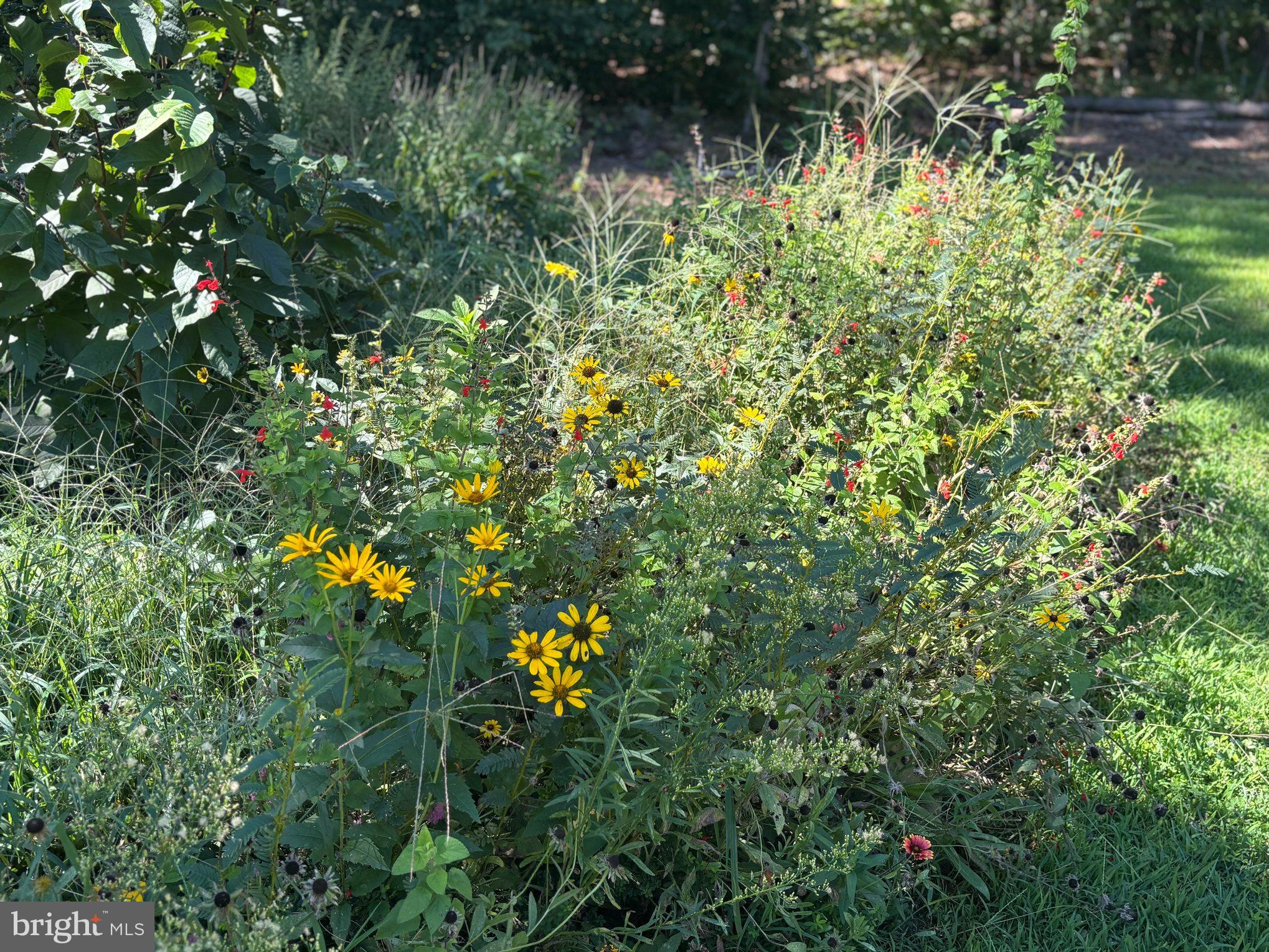 5428 Ridge Road Spotsylvania, VA 22551 - Photo 59 of 63 Native Garden