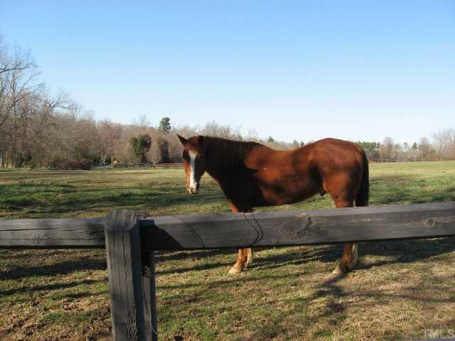 480 Ferguson Road Siler City, NC 27344 - Photo 12 of 12 Make sure you say hello to Durango.
