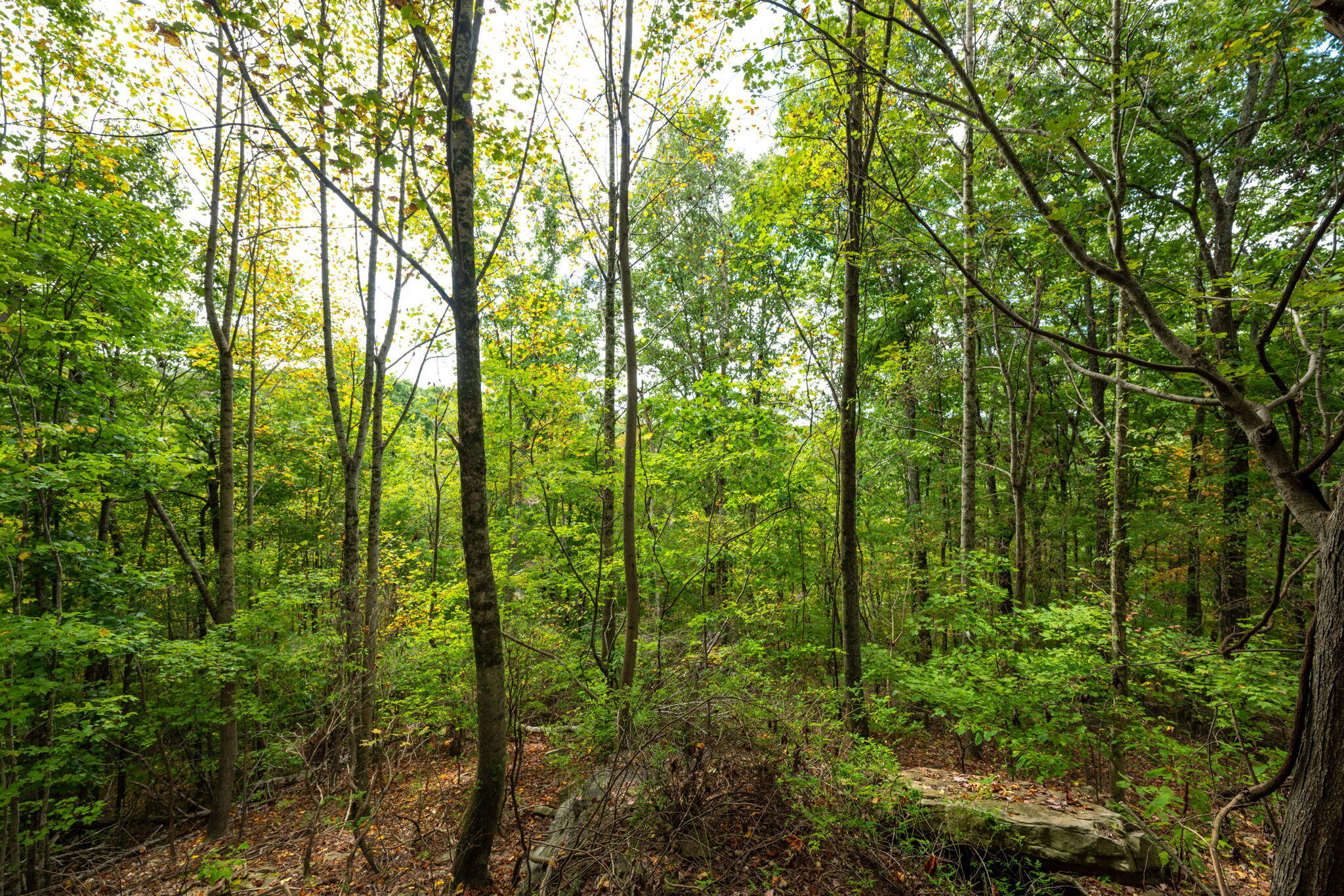 585 Shaver Road Dayton, TN 37321 - Photo 42 of 44 40-web-or-mls-DSC_5544-58