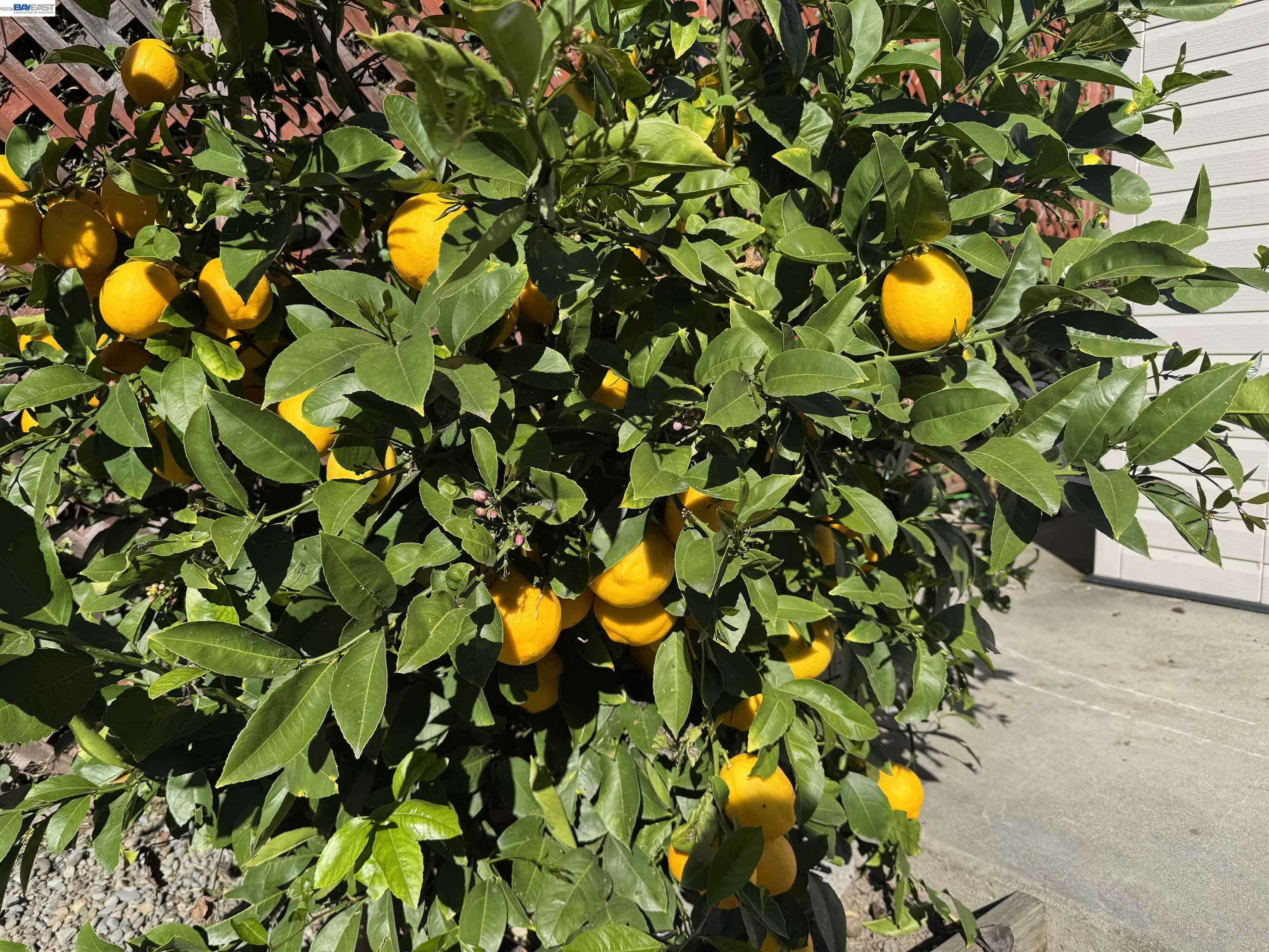 2672 Watson Street Castro Valley, CA 94546 - Photo 26 of 27