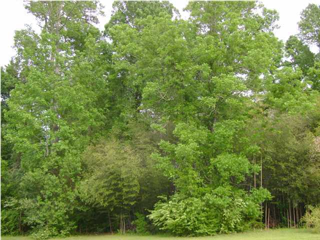 1 Collins Road Cross, SC 29436 - Photo 1 of 1 Primary Photo