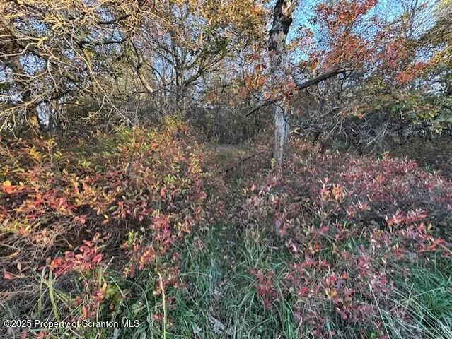 a view of a yard with plants and trees