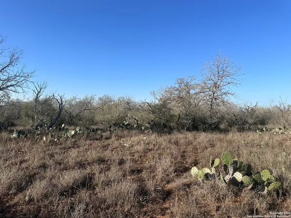 a view of a bunch of trees and bushes