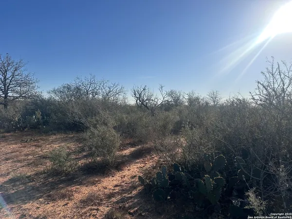 a view of a yard with a tree in the background