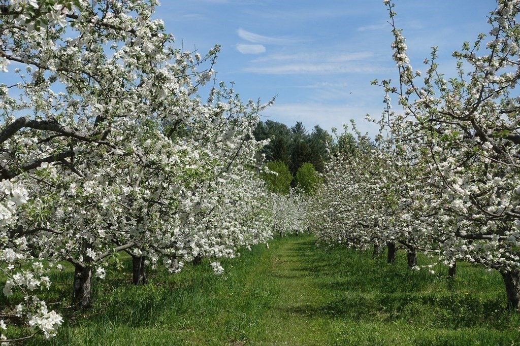 416 Bay Road Amherst, MA 01002 - Photo 26 of 42 a view of a garden