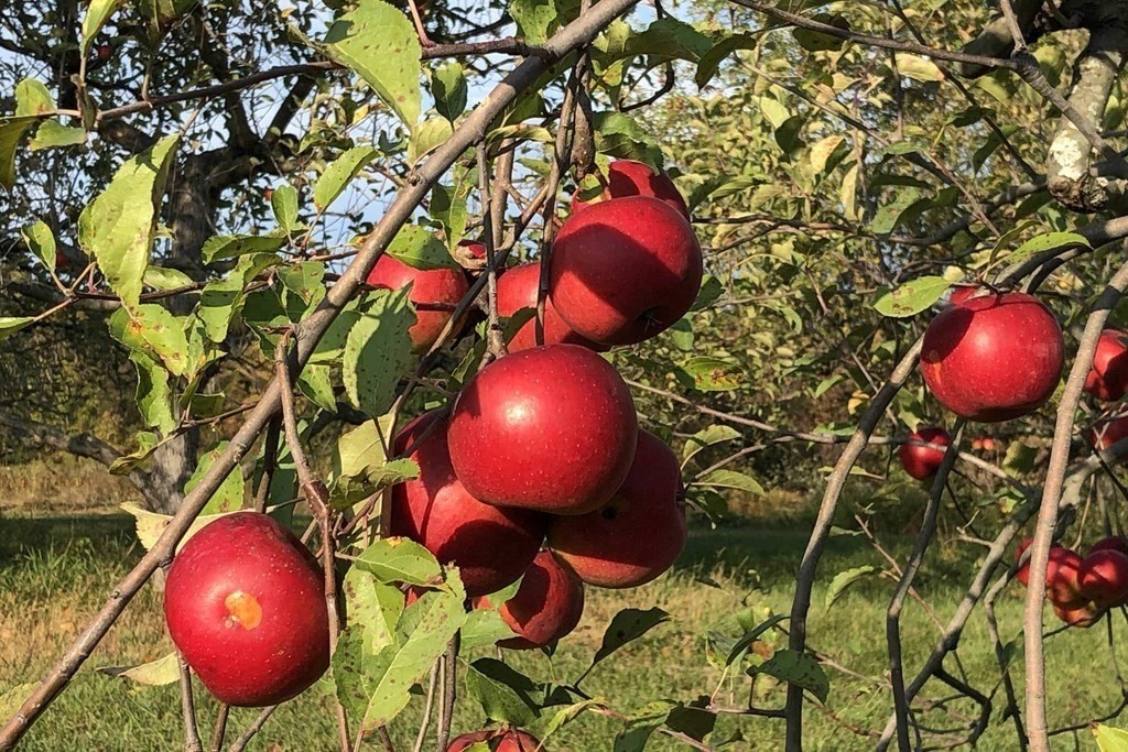 416 Bay Road Amherst, MA 01002 - Photo 28 of 42 a view of a wooden floor with a plant