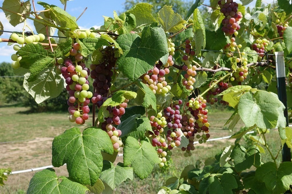 416 Bay Road Amherst, MA 01002 - Photo 29 of 42 a view of flowers