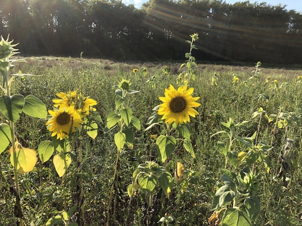 416 Bay Road Amherst, MA 01002 - Photo 31 of 42