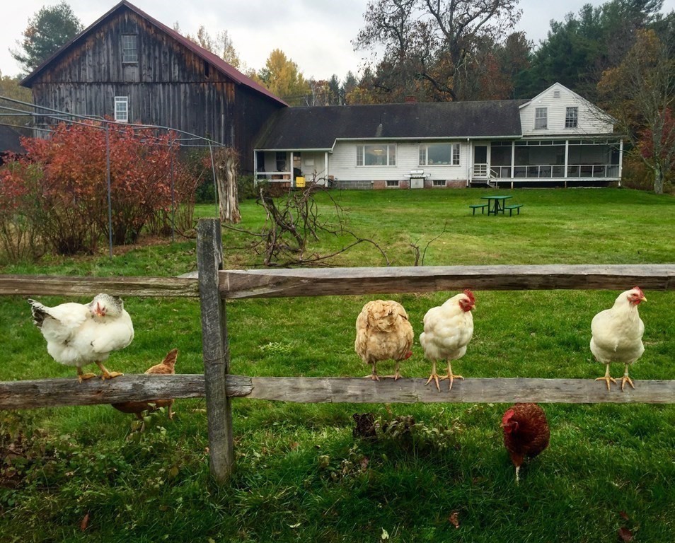 416 Bay Road Amherst, MA 01002 - Photo 35 of 42 a front view of a house with garden