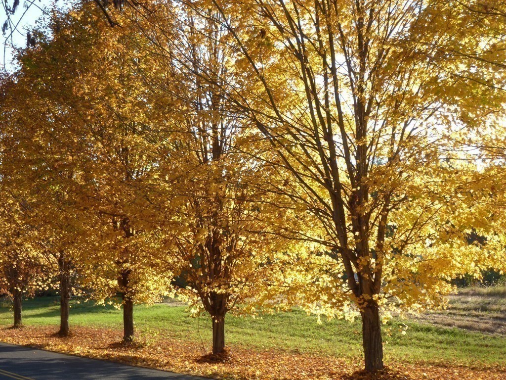 416 Bay Road Amherst, MA 01002 - Photo 40 of 42 a view of a large trees with lots of trees