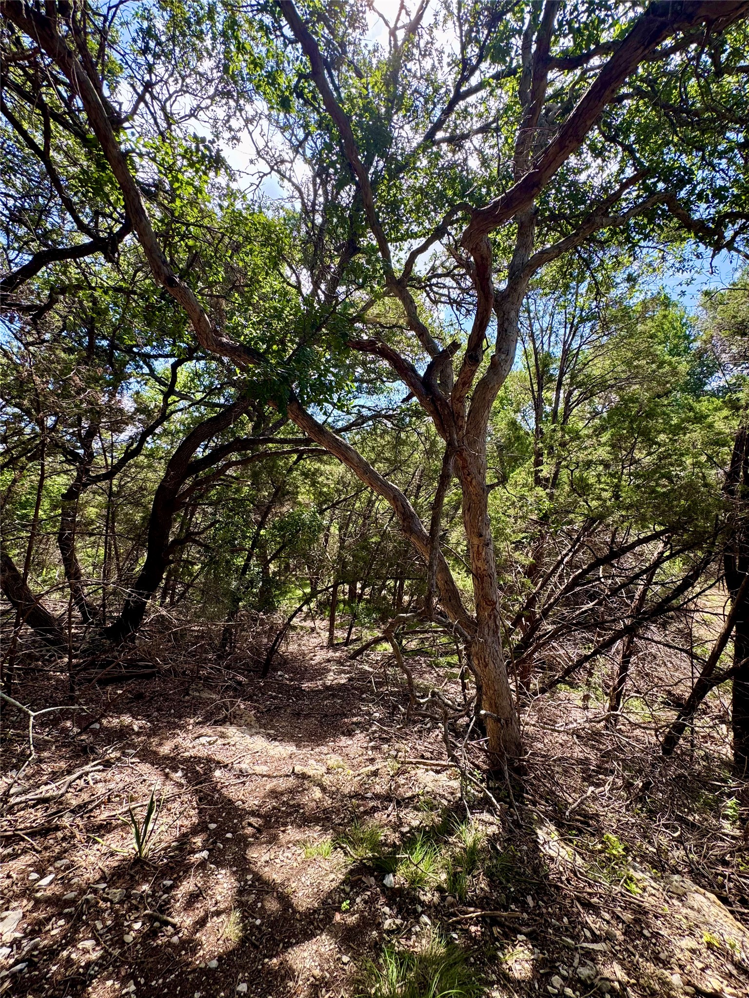 242 Landons Way Georgetown, TX 78633 - Photo 14 of 30 A natural haven with a serene wooded setting and dappled sunlight filtering through the canopy.