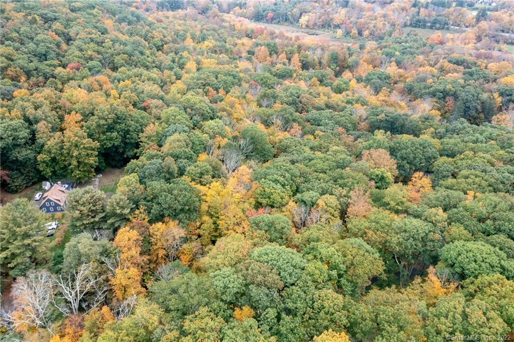 a view of a bunch of trees and bushes