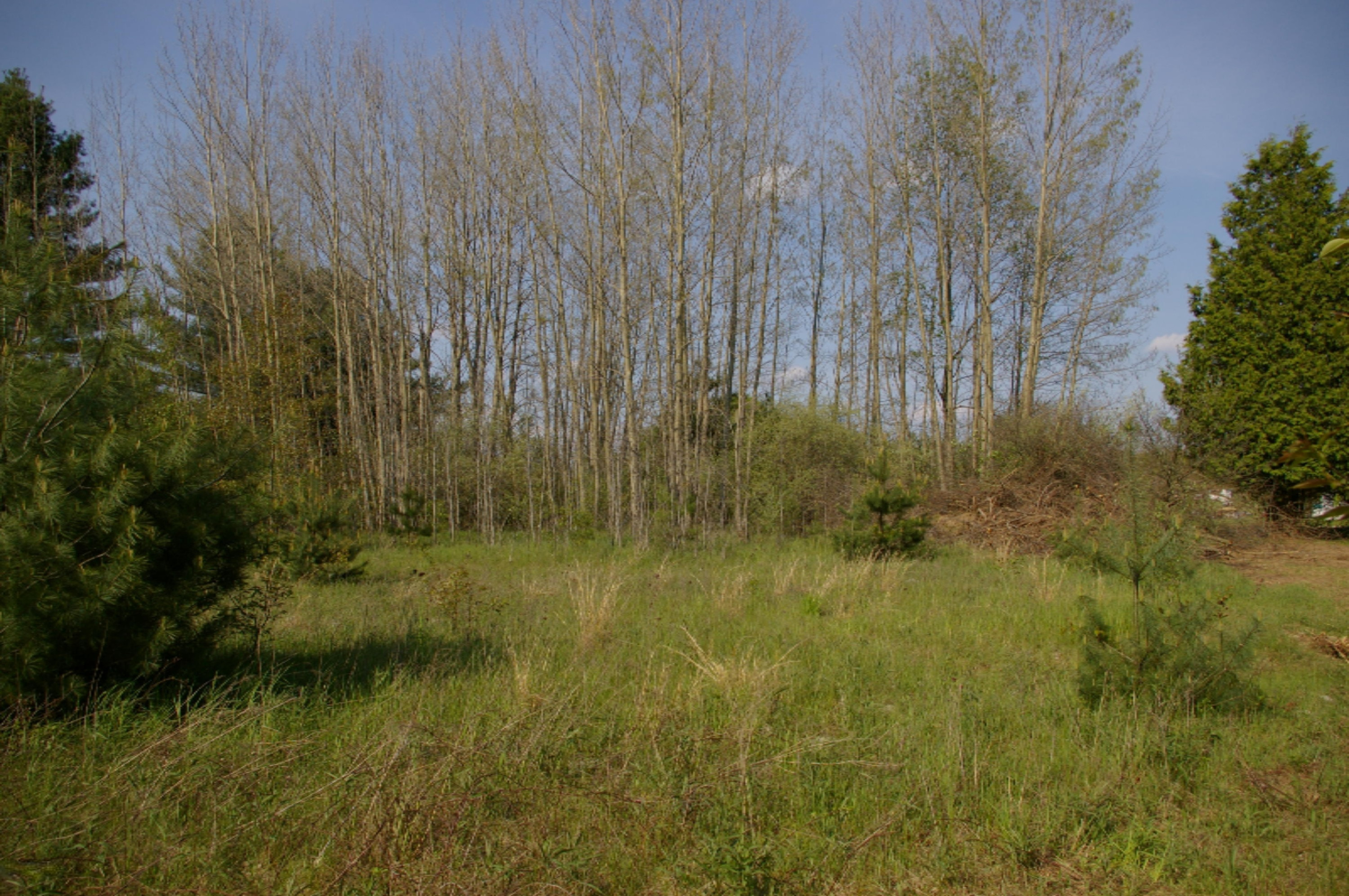 IMGP8008