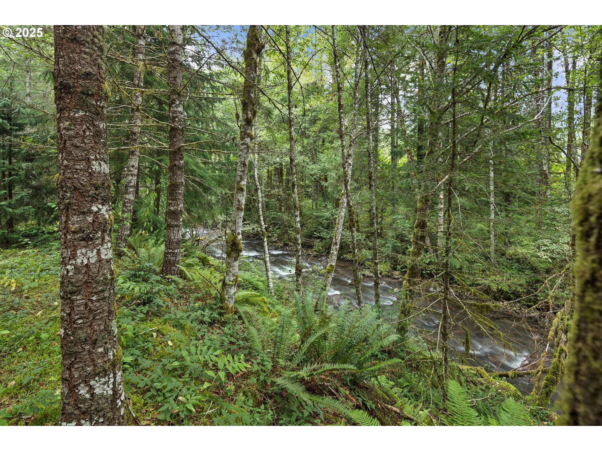 27172 East Marion Road Rhododendron, OR 97049 - Photo 40 of 48 a view of a forest from a building