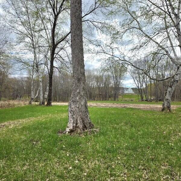 866 Main Street Lincoln, ME 04457 - Photo 67 of 69 Tilled farmland