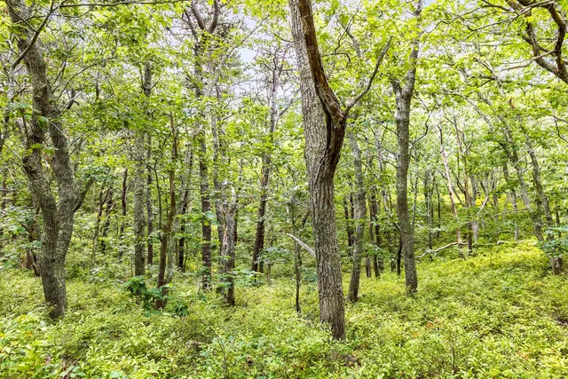 a big yard with lots of green space and trees