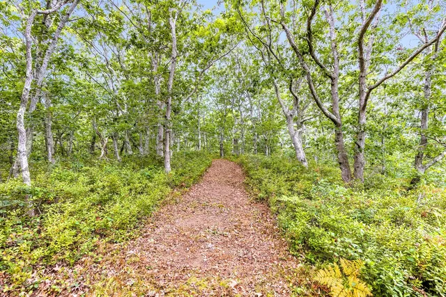 a view of a pathway with a tree