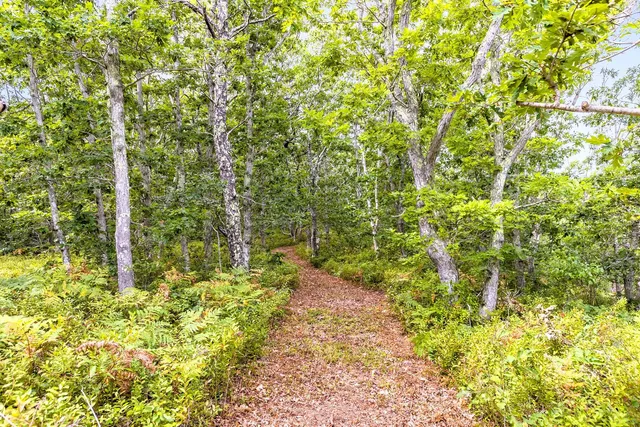a view of a yard with a tree