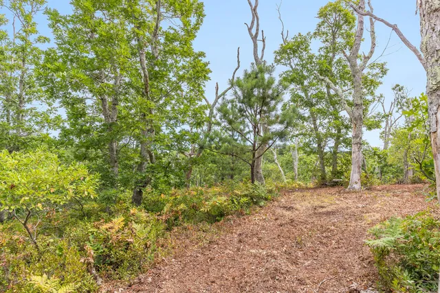 a view of a yard with plants and large trees